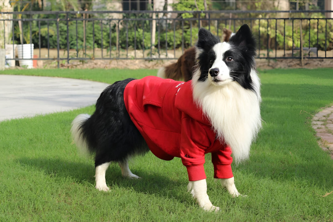Comfortable Pet Clothes For ALL Season