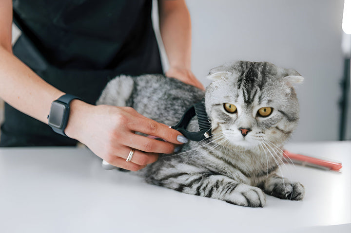 Simple Pet Grooming Tips For Loving Pet